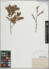 Foto von Salix lapponum L. x Salix silesiaca Willd.